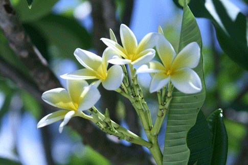 plumeria