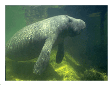 manatee postcard